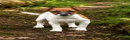 Jack Russell dogs for sale: 2 stunning girls needing new homes  - Advert 5