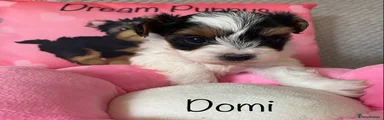 Domi 🩷 Girl Biewer Yorkshire Terrier Puppy 2 xs