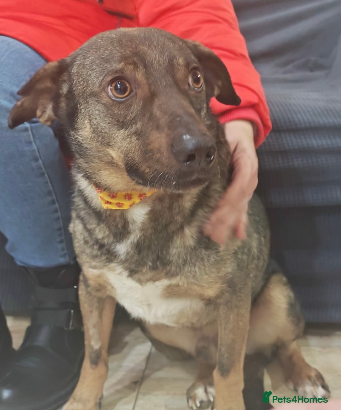 Mixed Breed dogs Gentle, affectionate Harry needs a forever home - Advert 1