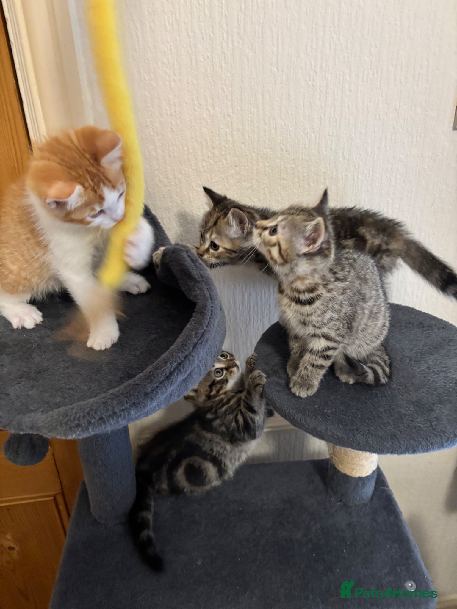 Mixed Breed cats for sale: 4 little kittens ready to find a loving home - Advert 6