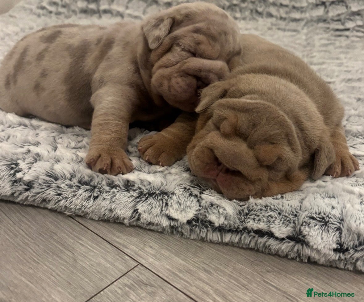 English Bulldog dogs *** QUALITY ENGLISH BULLDOG’s *** - Advert 2