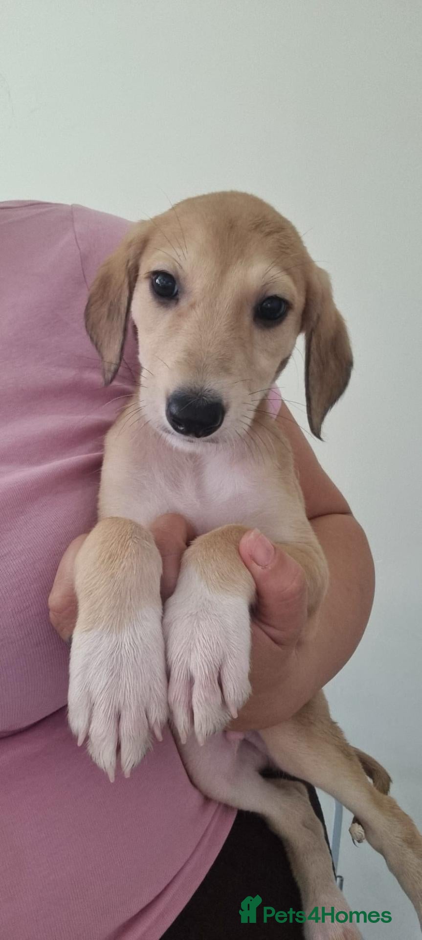 Mixed Breed dogs Saluki whippet x weaton greyhound - Advert 2