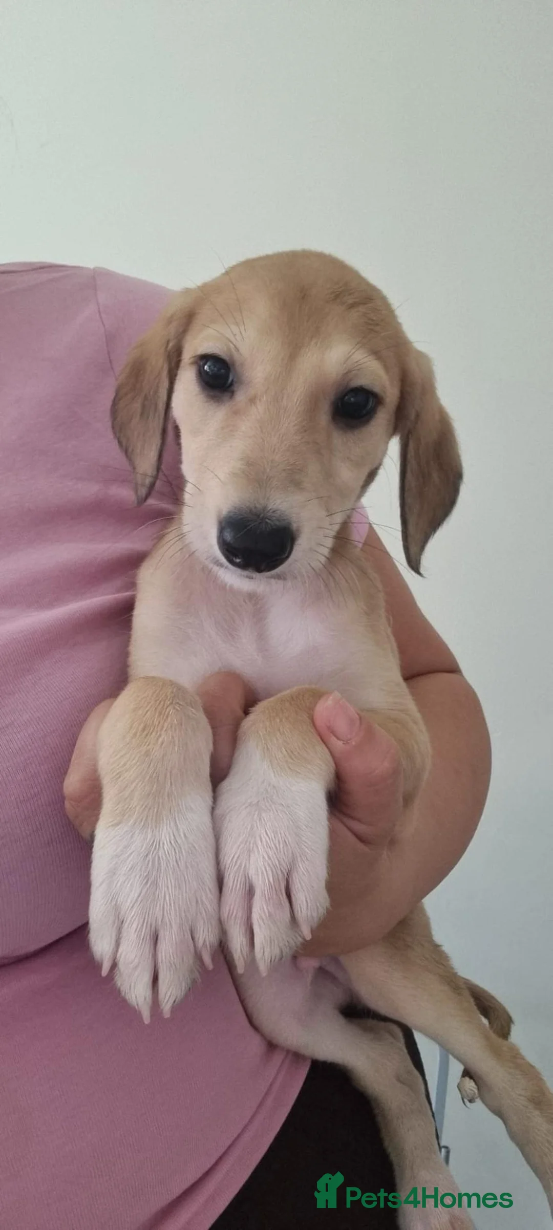 Mixed Breed dogs for sale: Saluki whippet x weaton greyhound - Advert 2