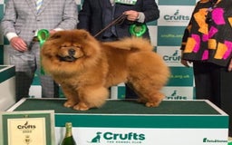 Chow Chow dogs for stud: ROLEX… son of crufts imperial champion  - Image 4