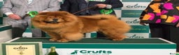 Chow Chow dogs for stud: ROLEX… Son of Crufts Imperial Champion  - Advert 2