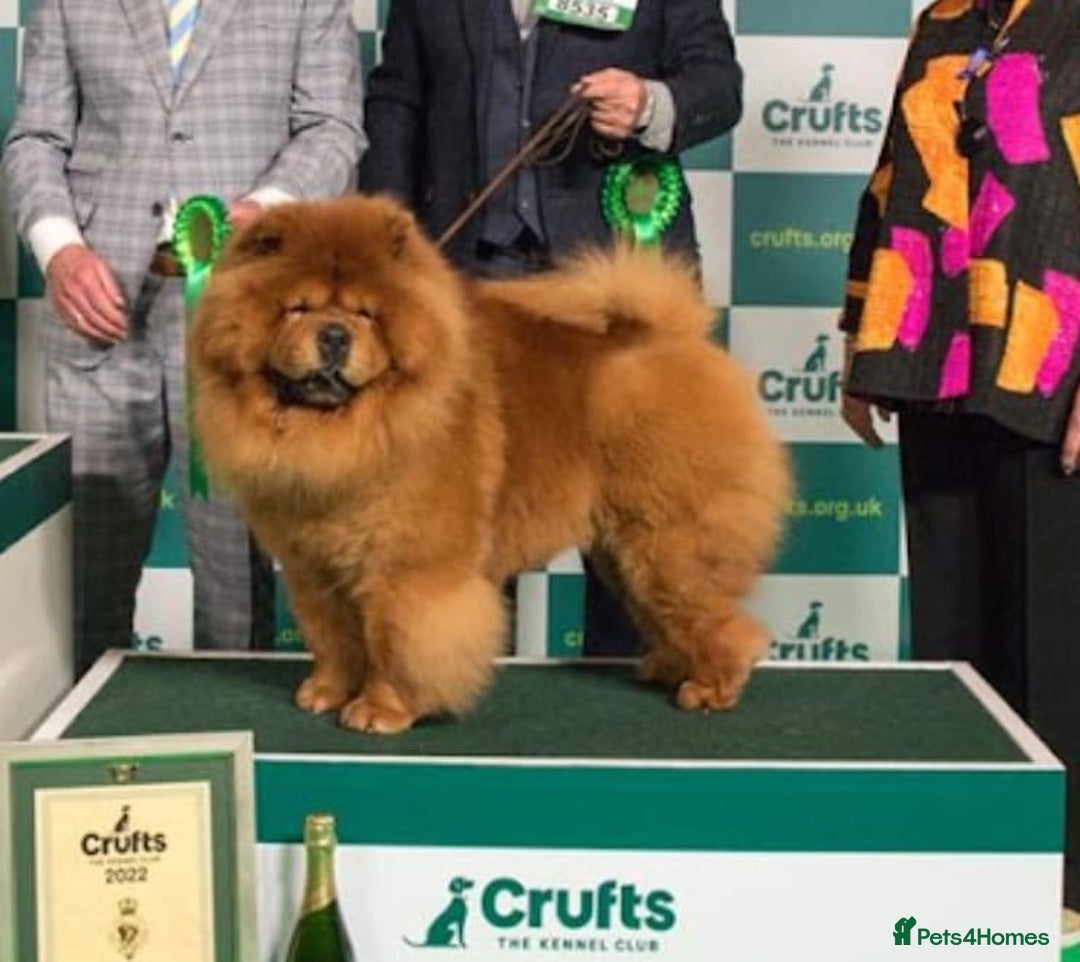 Chow Chow dogs for stud: ROLEX… son of crufts imperial champion  - Image 4