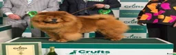 Chow Chow dogs for stud: ROLEX… Son of Crufts Imperial Champion  - Advert 2