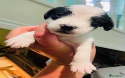 Mixed Breed dogs for sale: Jackapoo puppies for sale - Image 9