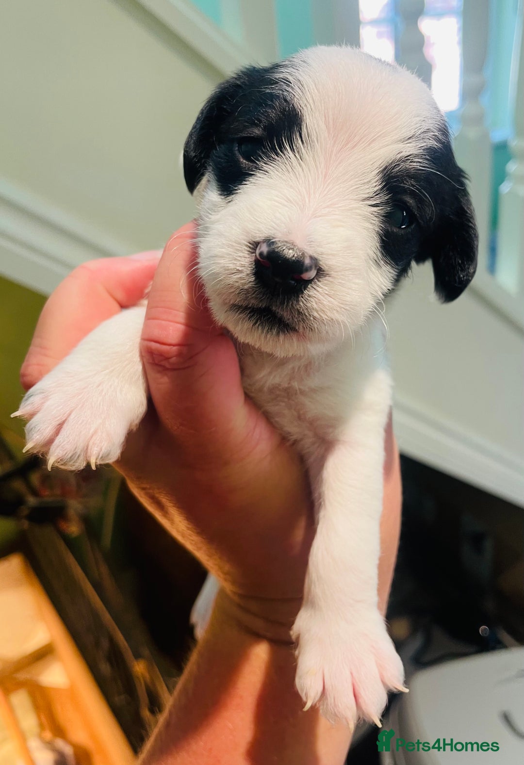 Mixed Breed dogs for sale: Jackapoo puppies for sale - Image 9