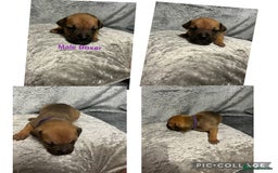 Mixed Breed dogs for sale: Beautiful pups  - Advert 10