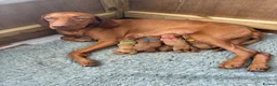 Hungarian Vizsla dogs for sale: Exceptionally Well Bred Hungarian Vizsla Litter in Chinnor - Advert 7