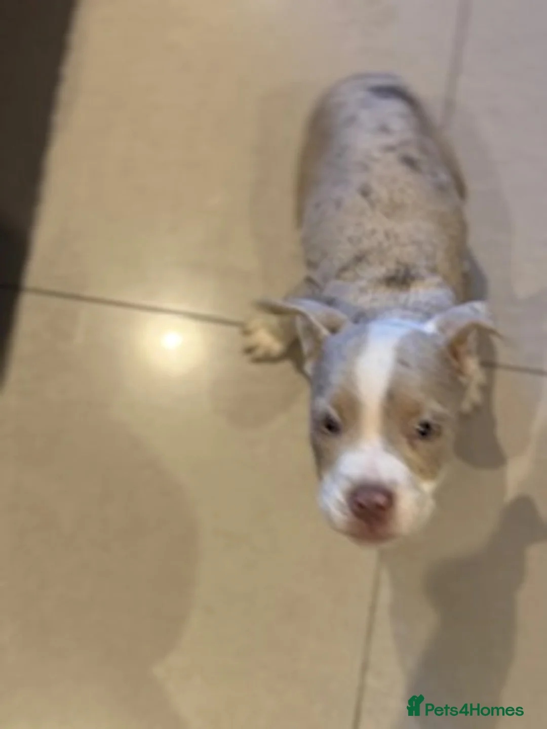 Old Tyme Bulldog dogs for sale: Olde English Fluffy bulldog puppies - Advert 22