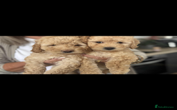Labradoodle dogs for sale: Labradoodle puppies  - Image 2