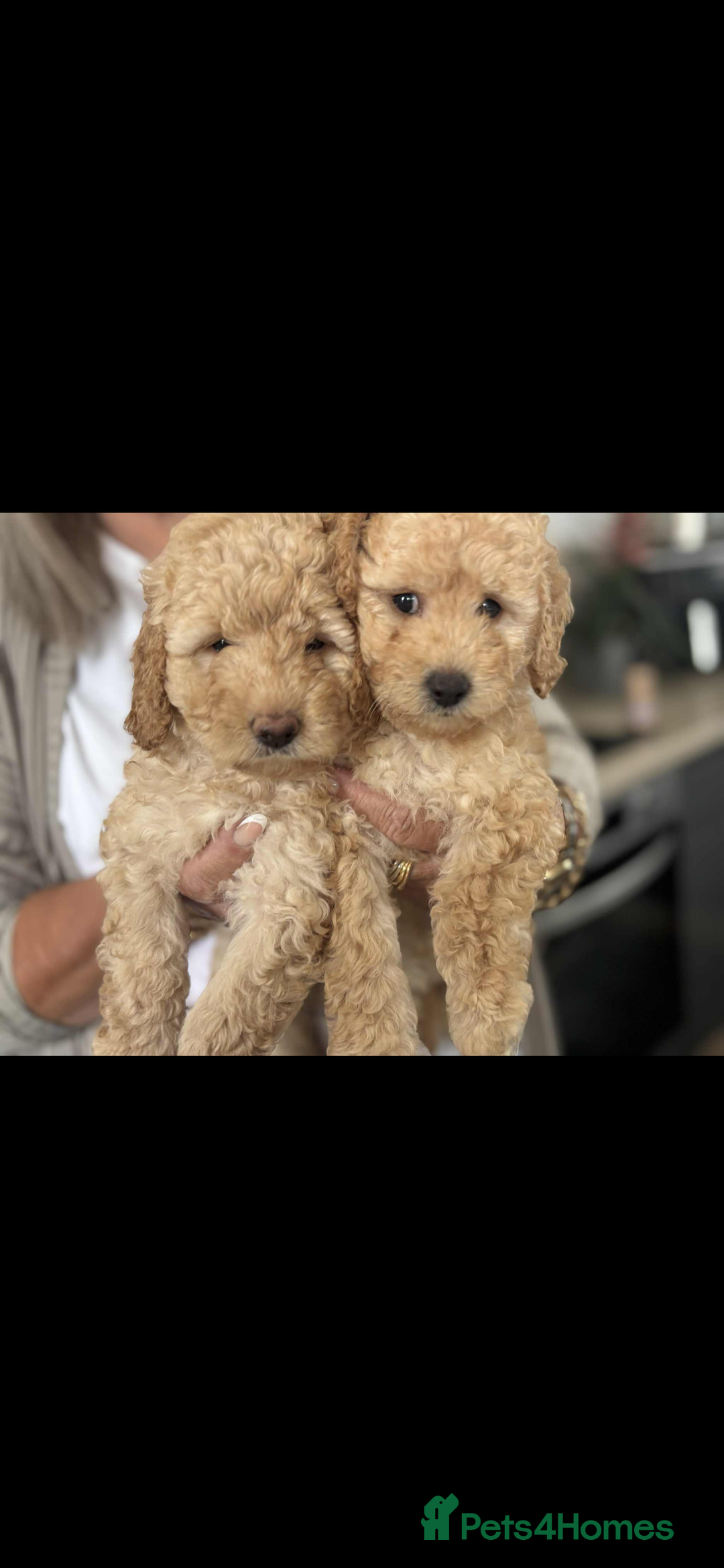 Labradoodle dogs for sale: Labradoodle puppies  - Image 2
