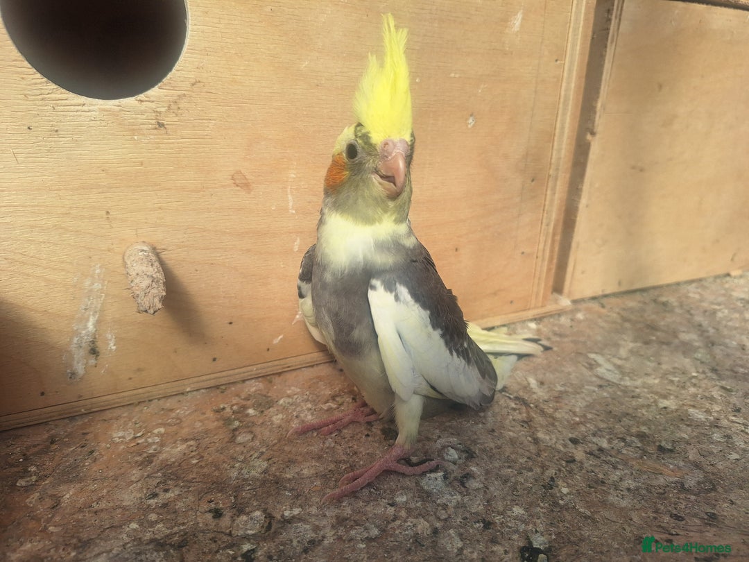 Cockatiels birds for sale: Cockatials - Image 4