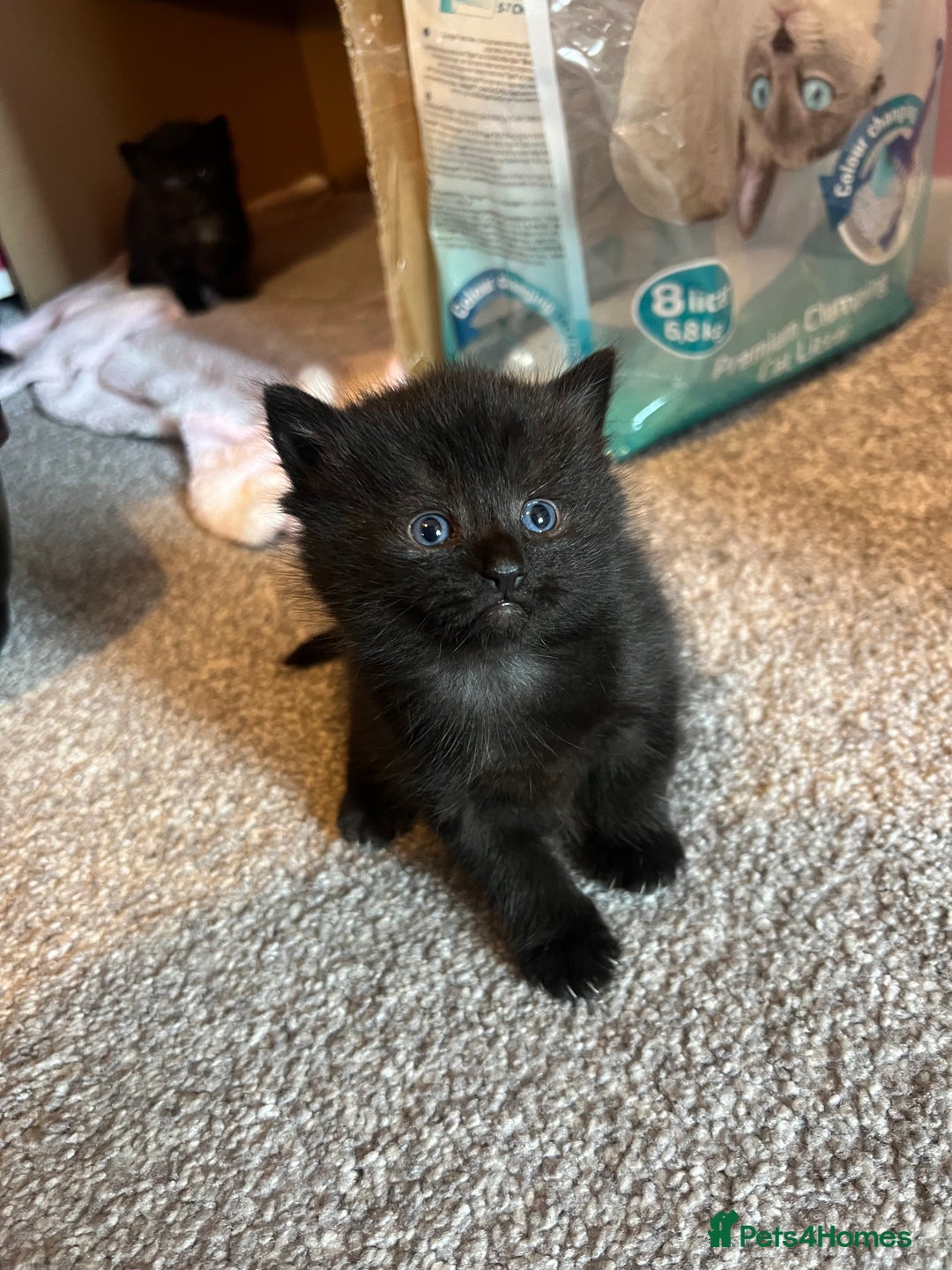 Siamese cats for sale: 3x Beautiful Siamese crossed tabby kittens  - Image 1