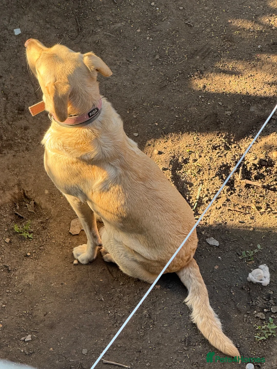 Labrador Retriever dogs for sale: Stunning 2yo Female Lab Retriever (Intact) 🐾 - Advert 2