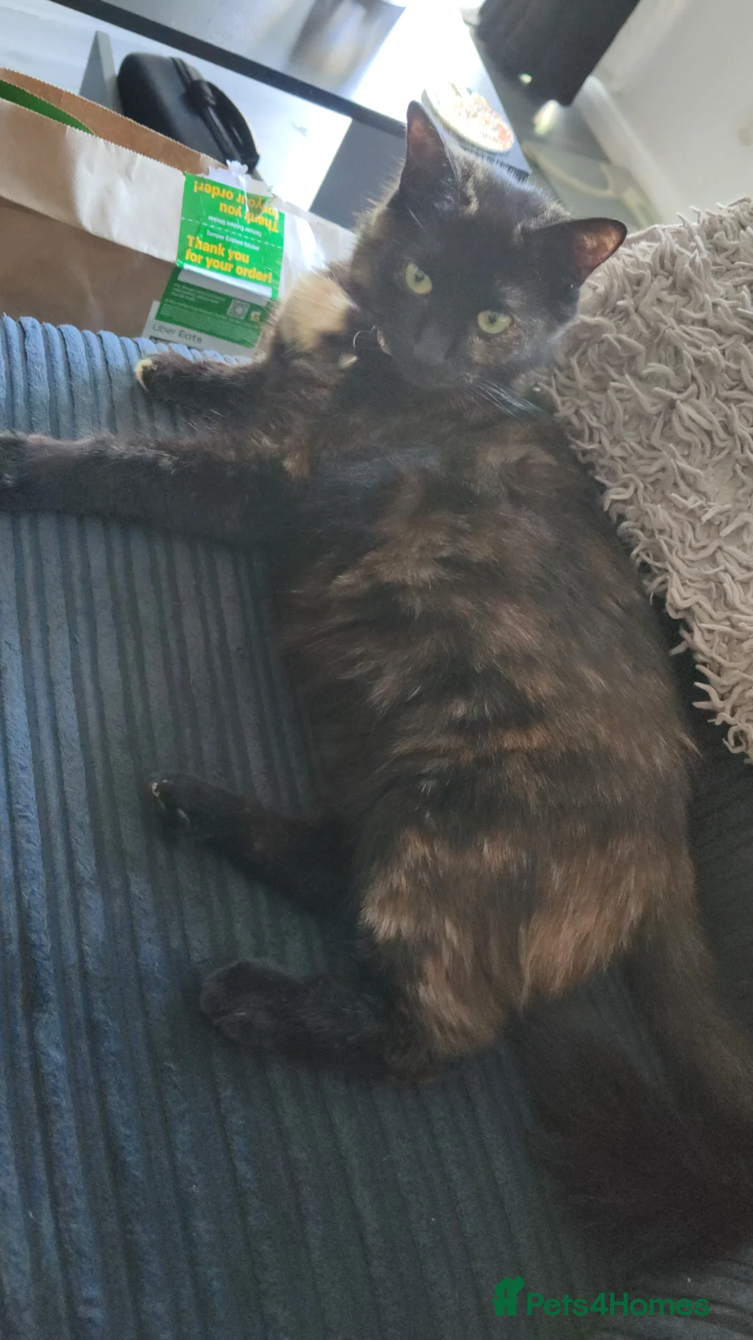 British Shorthair cats for sale: Kitten for sale  - Advert 2