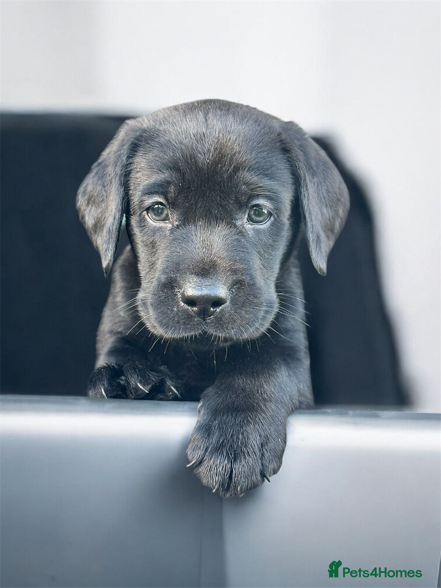 Labrador Retriever dogs KC registered black sporting Labrador puppies - Advert 14
