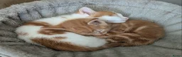Domestic Shorthair cats for sale: 5 Ginger Kittens - Advert 34