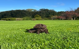 Cocker Spaniel dogs for sale: Exceptional KC Working Cocker Spaniel Puppies - Image 1