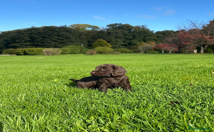 Cocker Spaniel dogs - Advert 13