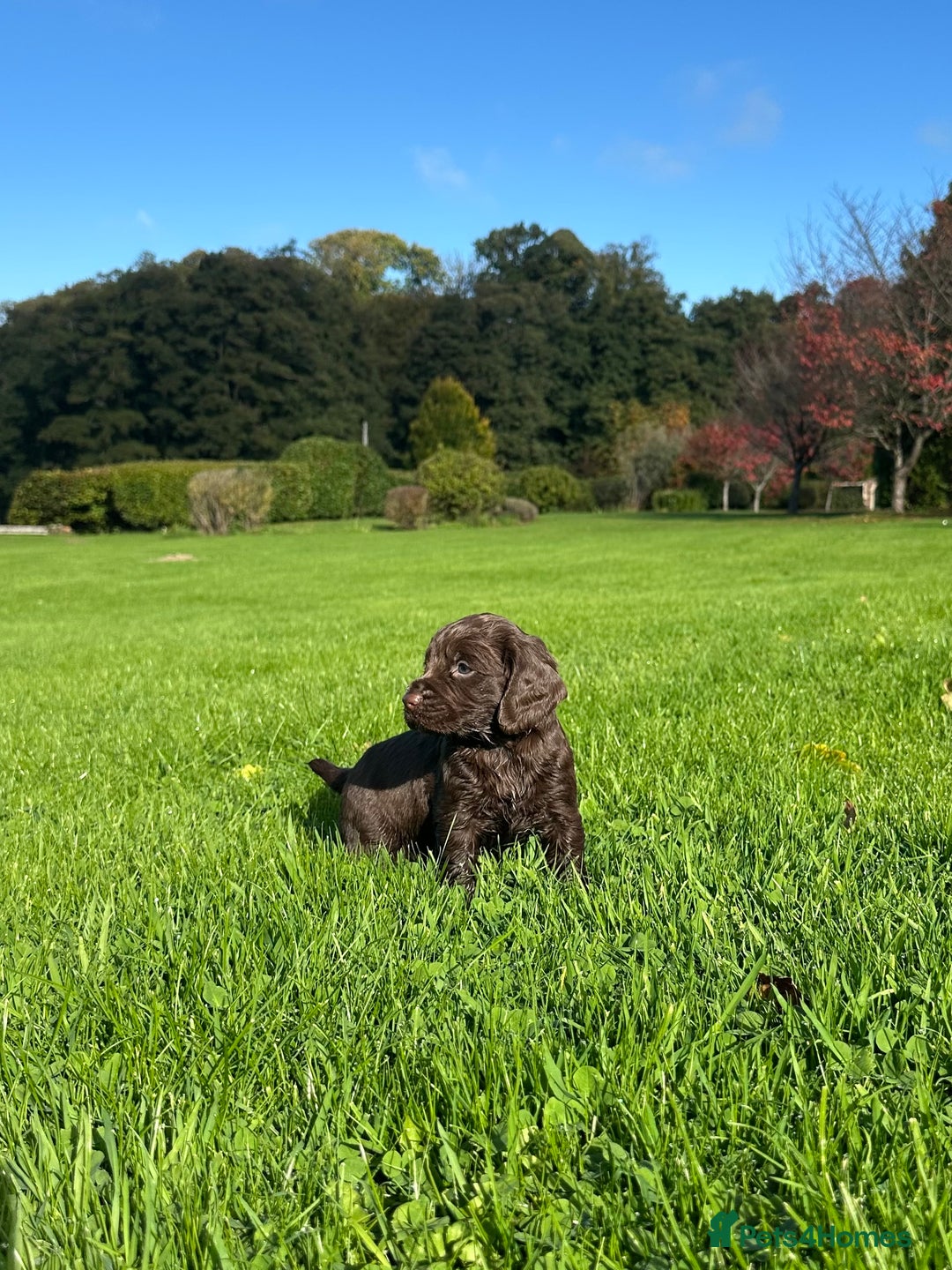 Cocker Spaniel dogs for sale: Exceptional KC Working Cocker Spaniel Puppies - Image 1