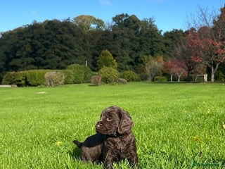 Cocker Spaniel dogs - Advert 10