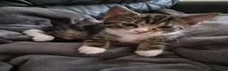 British Shorthair cats for sale: Kittens - Advert 7