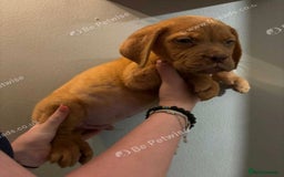 Dogue De Bordeaux dogs for sale: Dogue de Bordeaux puppy’s ready now  - Image 8