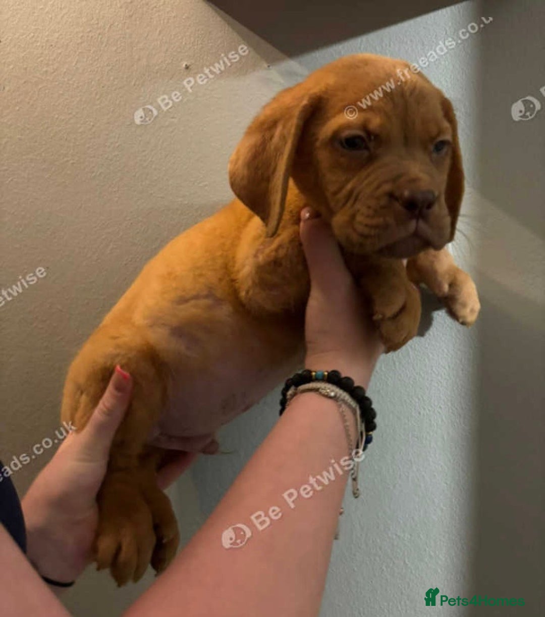 Dogue De Bordeaux dogs for sale: Dogue de Bordeaux puppy’s ready now  - Image 8