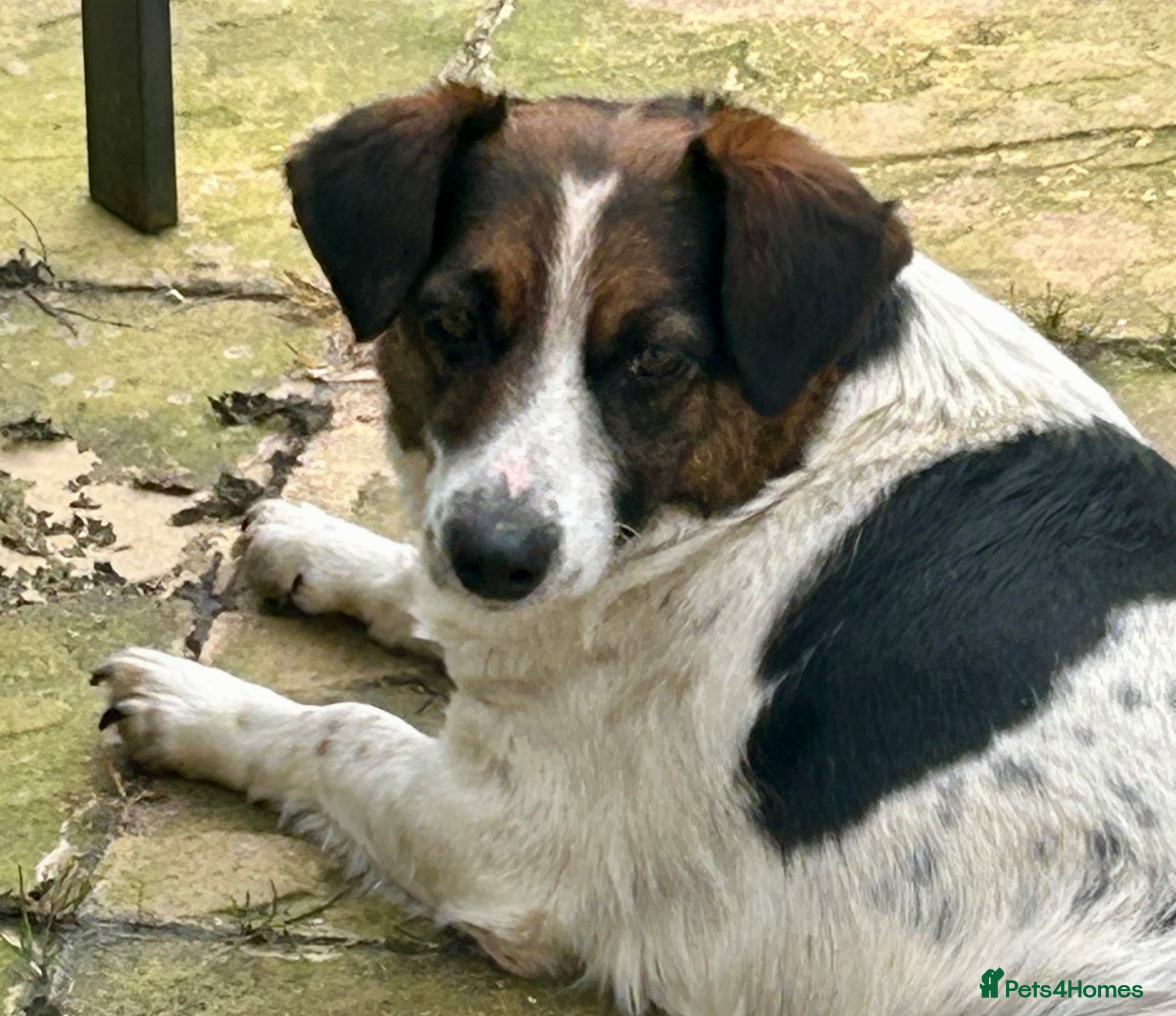 Mixed Breed dogs Maisie is looking for a home - Advert 1