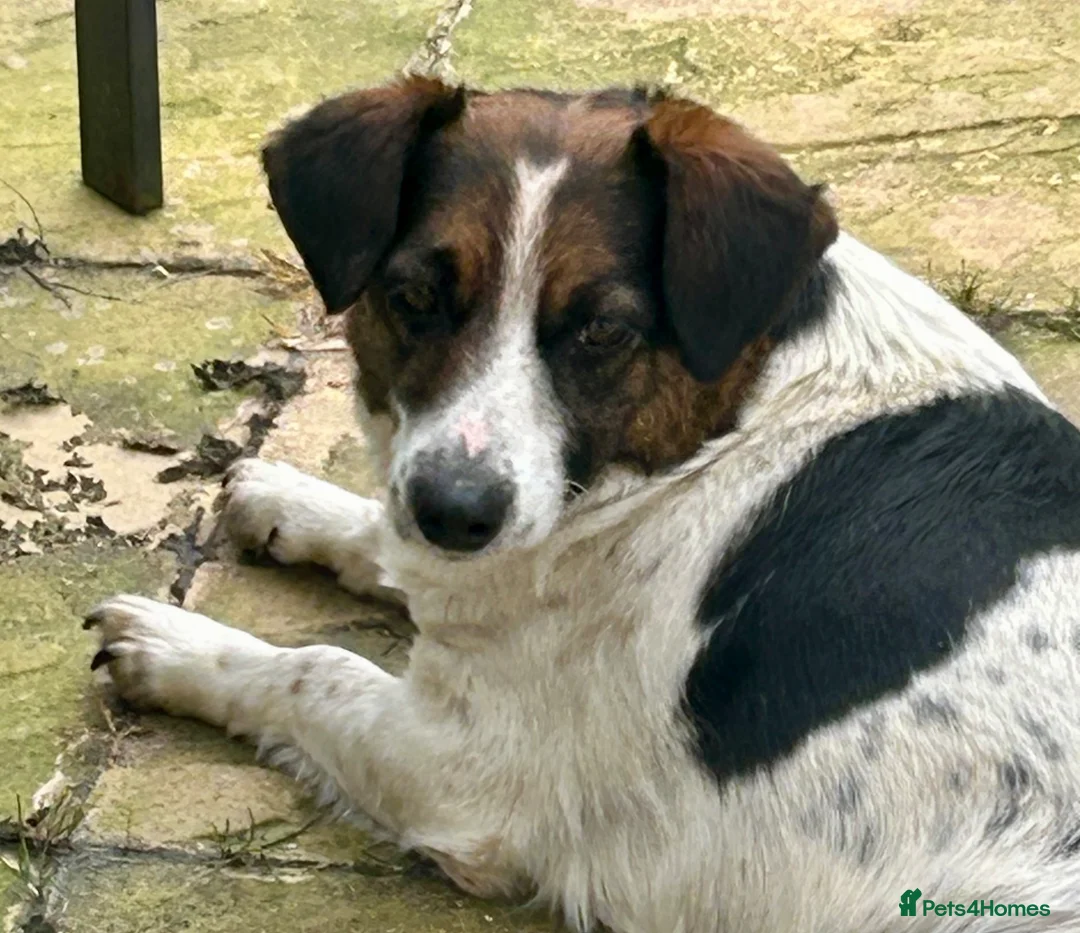 Mixed Breed dogs for sale: Maisie is looking for a home - Advert 1