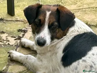 Mixed Breed dogs Maisie is looking for a home - Advert 1