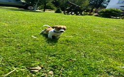 Jack Russell dogs for sale: Jack Russell Puppies - Litter of 7 - Image 10