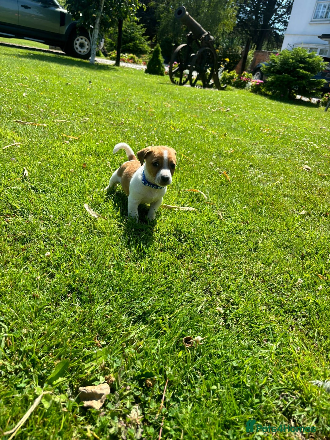 Jack Russell dogs for sale: Jack Russell Puppies - Litter of 7 - Image 10