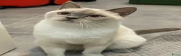 British Shorthair cats for sale: GCCF ACTIVE LILAC COLOURPOINT QUEEN UK OG IG Ch - Advert 5