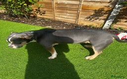 Mixed Breed dogs for sale: Milo staff x French bulldog - Image 7