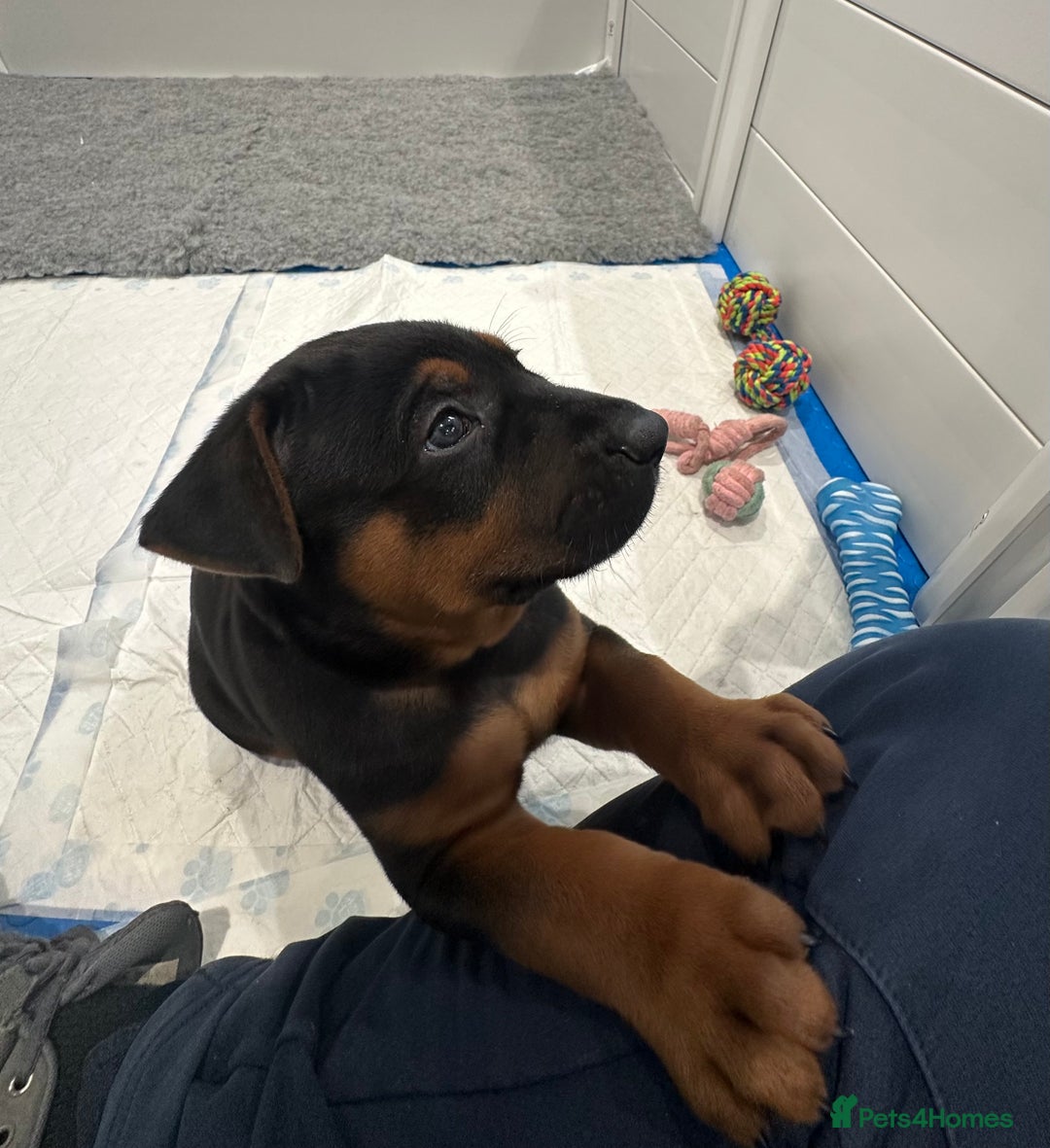 Mixed Breed dogs for sale: Pure breed Chinese red dog puppies/Laizhou Hong - Image 29