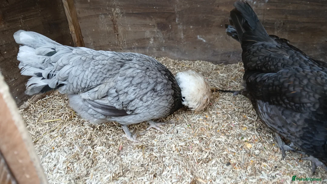 Chickens poultry for sale: 2 x polish  hens available  - Advert 2