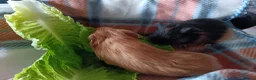 Guinea Pig rodents for sale: Two female guinea pigs  - Advert 5