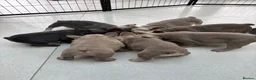 French Bulldog dogs for sale: French Bulldog Pups - Advert 9