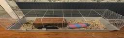 Guinea Pig rodents for sale: Male guinea pig - Advert 4
