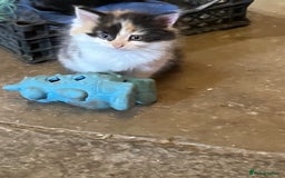 Mixed Breed cats for sale: Stunning fluffy kittens - Image 5