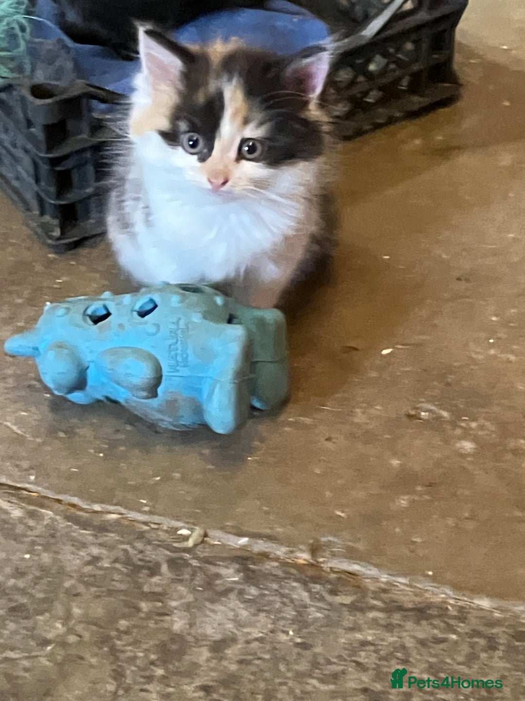 Mixed Breed cats for sale: Stunning fluffy kittens - Image 5