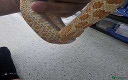 Snake reptiles for sale: Western Hognose Snakes Adults&Hatchlings - Image 20