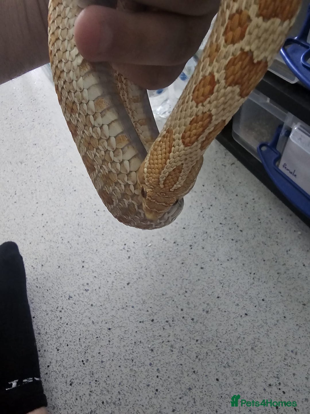 Snake reptiles for sale: Western Hognose Snakes Adults&Hatchlings - Image 20