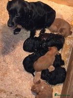 Cocker Spaniel dogs Beautiful Working KC Reg Cocker Spaniels Puppies - Advert 7