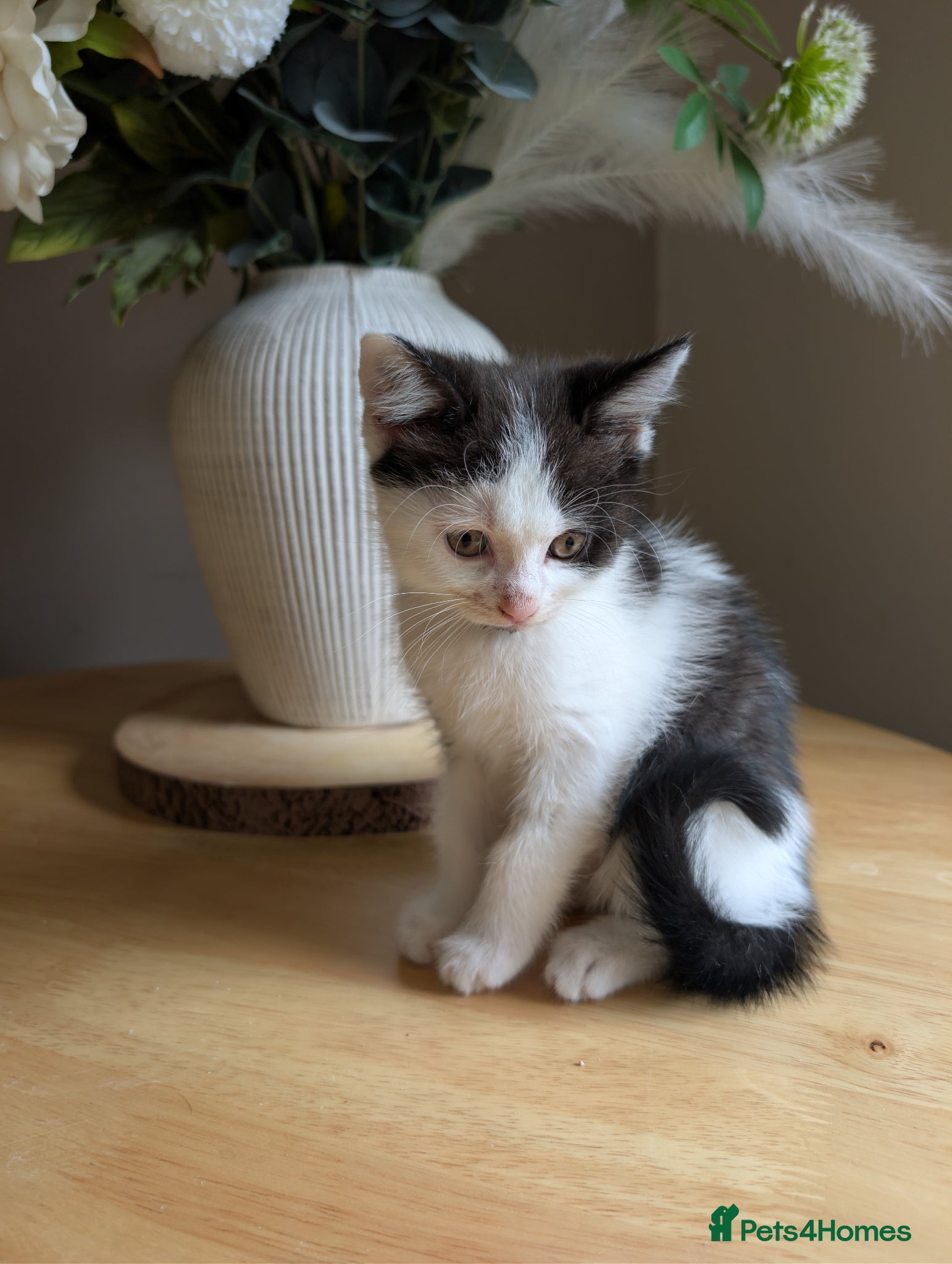 Mixed Breed cats Boy kitten - Advert 1