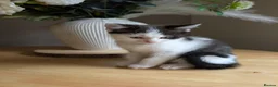 Mixed Breed cats for sale: Boy kitten - Advert 1
